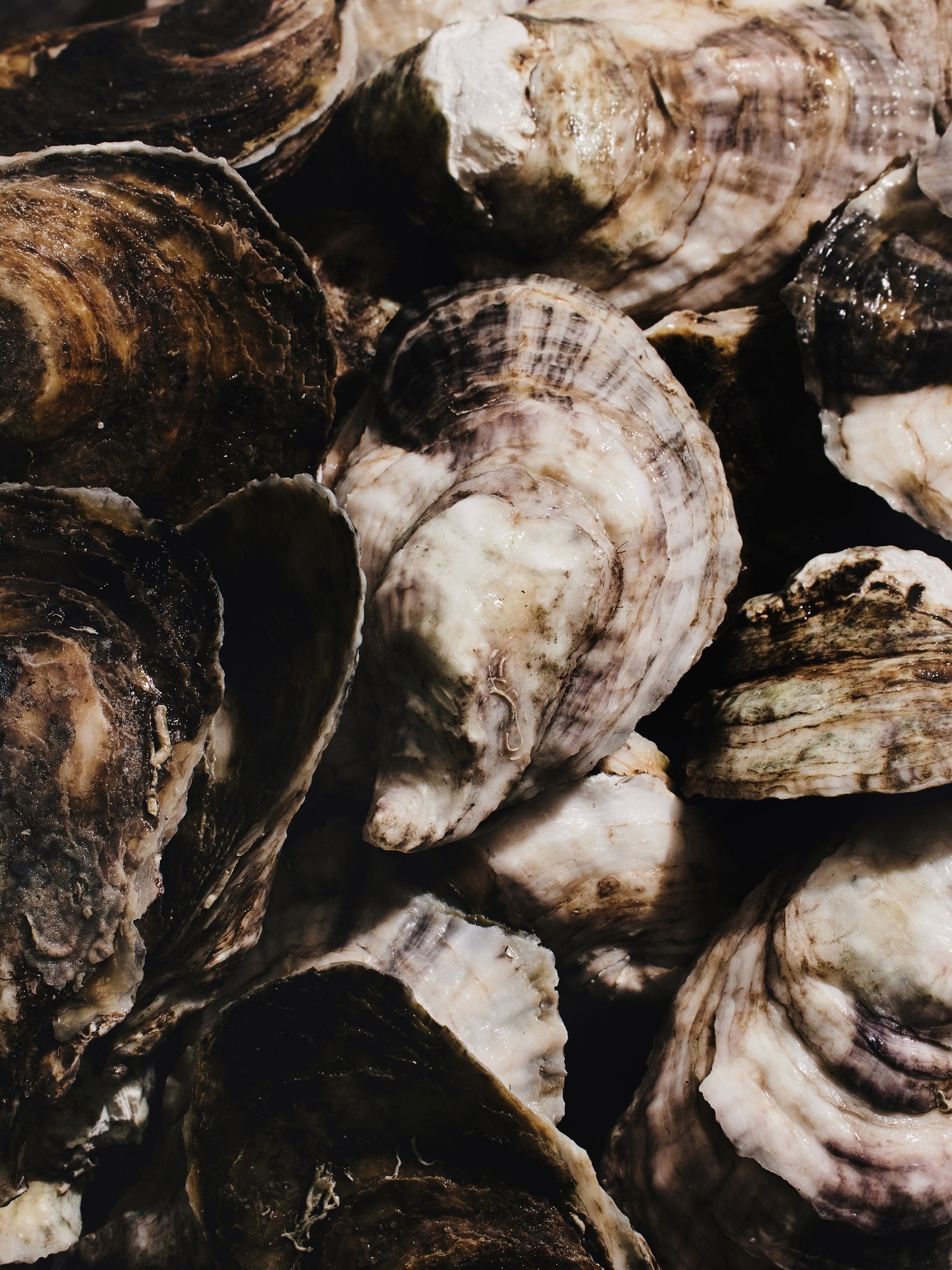 closeup of many oysters