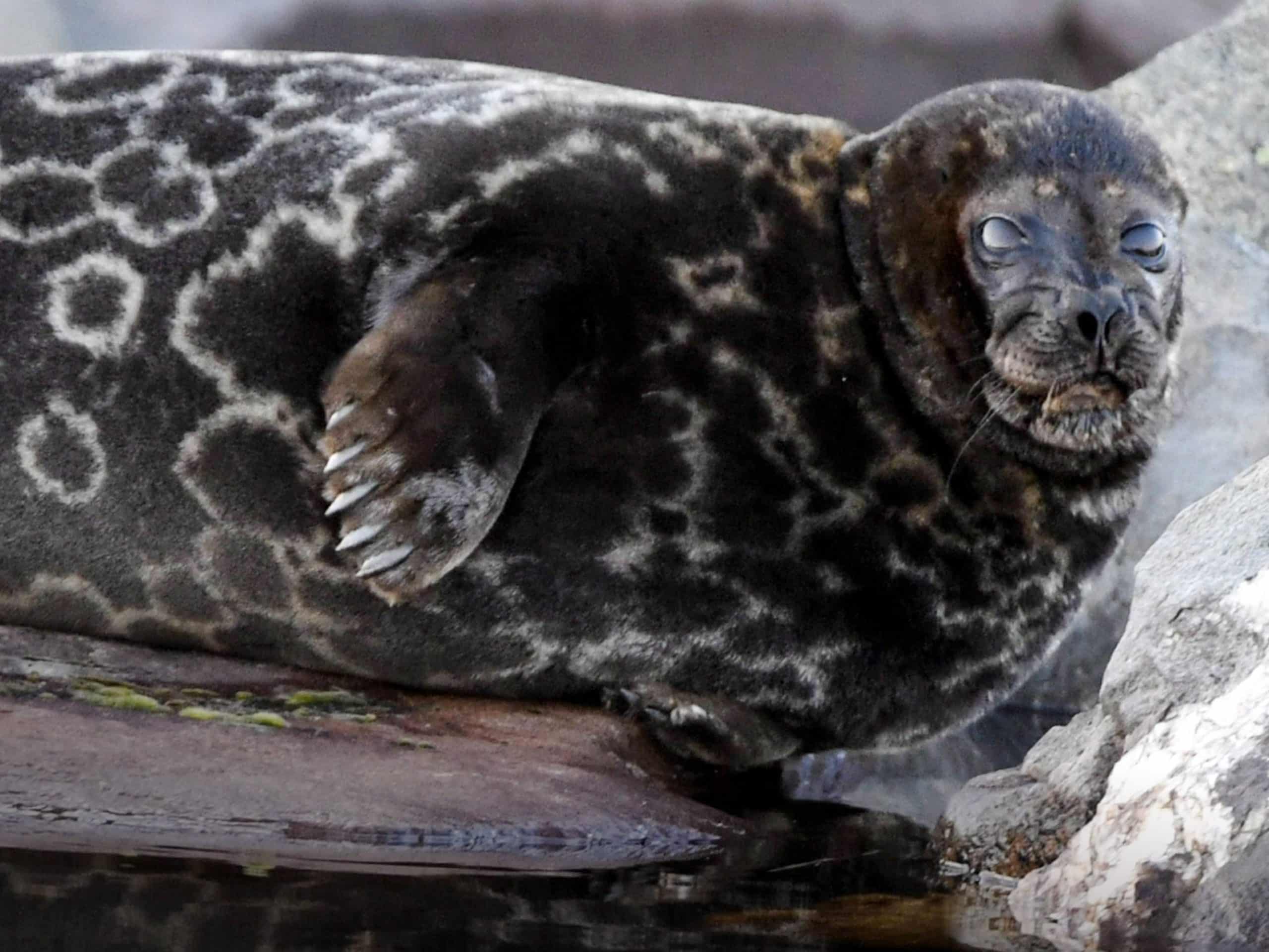 Нерпа озера Саймаа