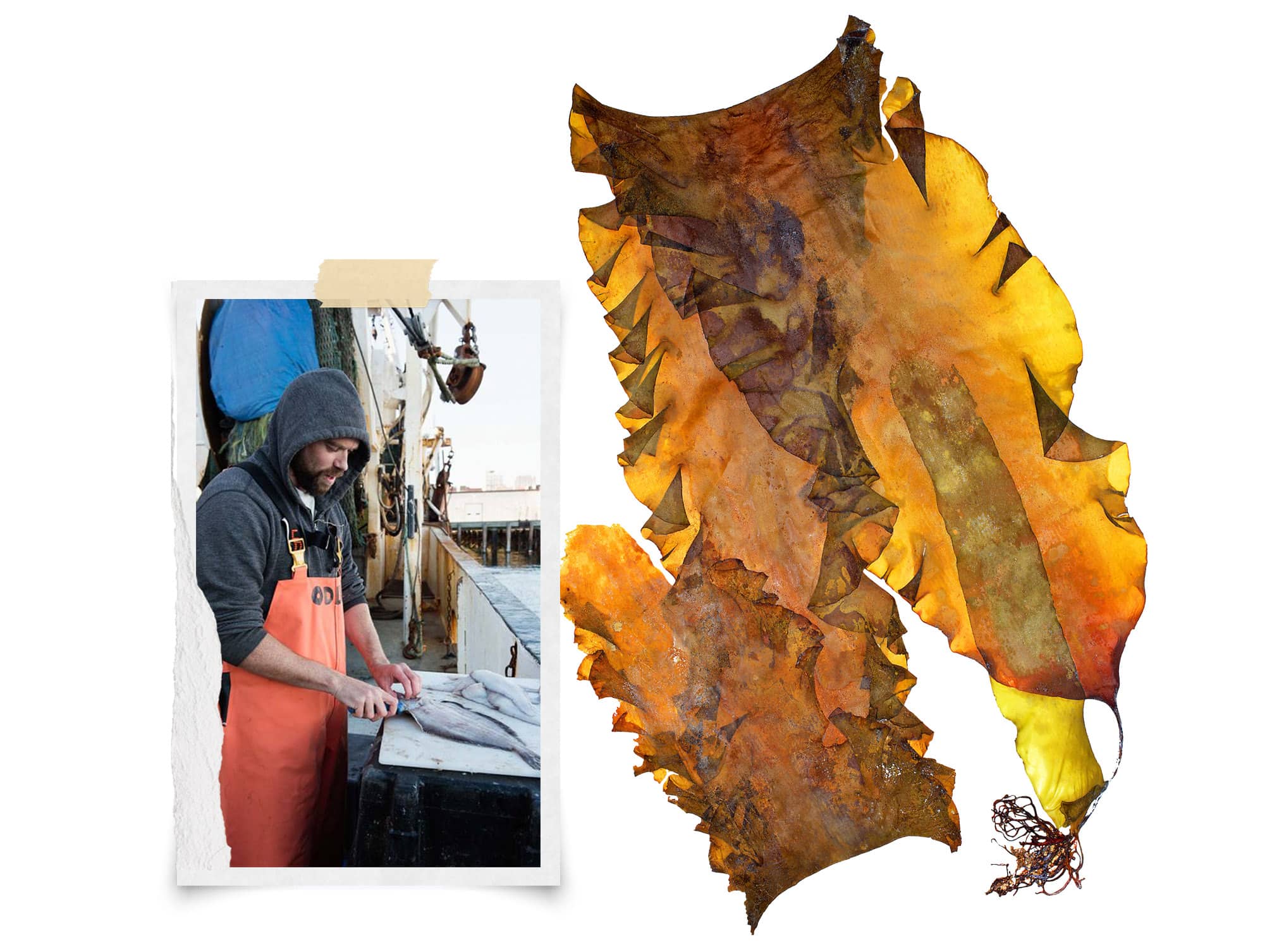 Марти Одлин на рыболовном судне в 2017 году (слева) и saccharina latissima (справа)